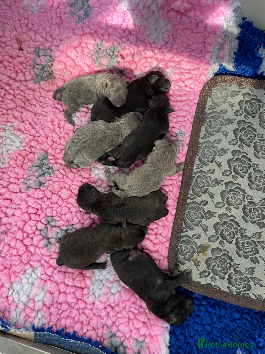 Staffordshire Bull Terrier dogs for sale: Kc Staffordshire bull terrier  - Advert 21