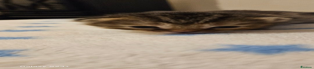 Bengal Kitten 1