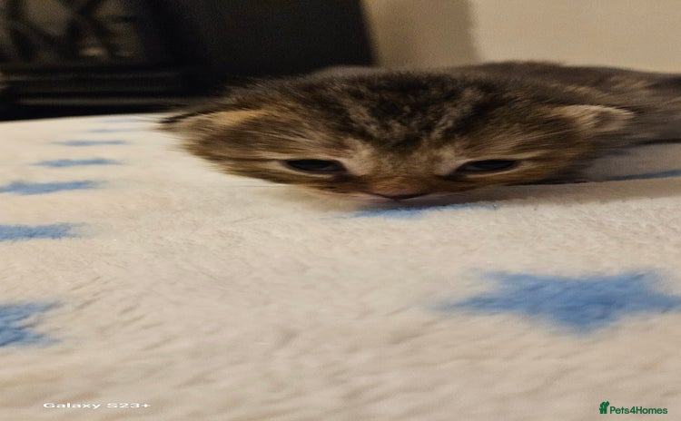 Mixed Breed cats - Advert 4