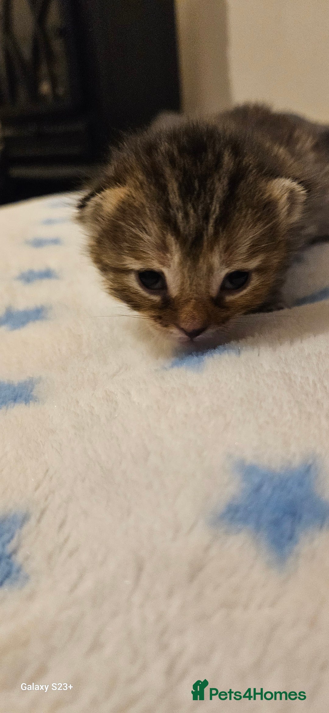 Mixed Breed cats for sale: 5 Bengal x Kittens–Glitter Coats,Beautiful Colours - Image 4