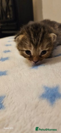 Mixed Breed cats - Advert 4