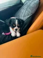 Cavalier King Charles Spaniel 4