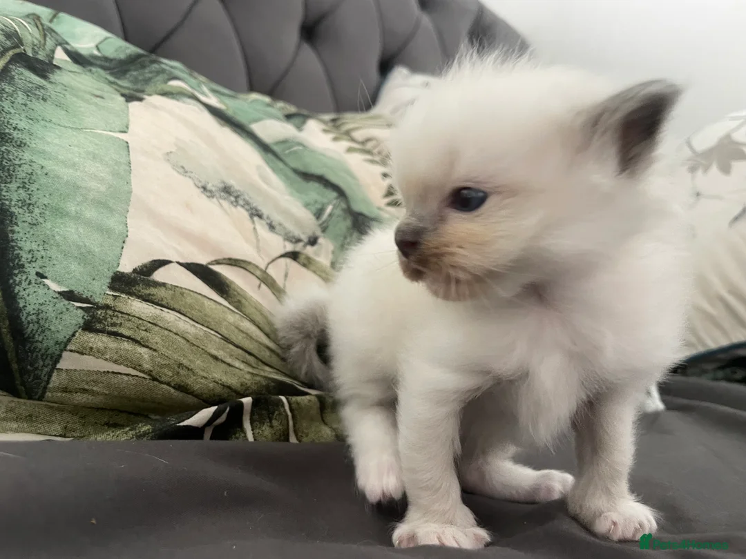 Ragdoll cats for sale: 2 female ragdolls for sale  - Advert 10