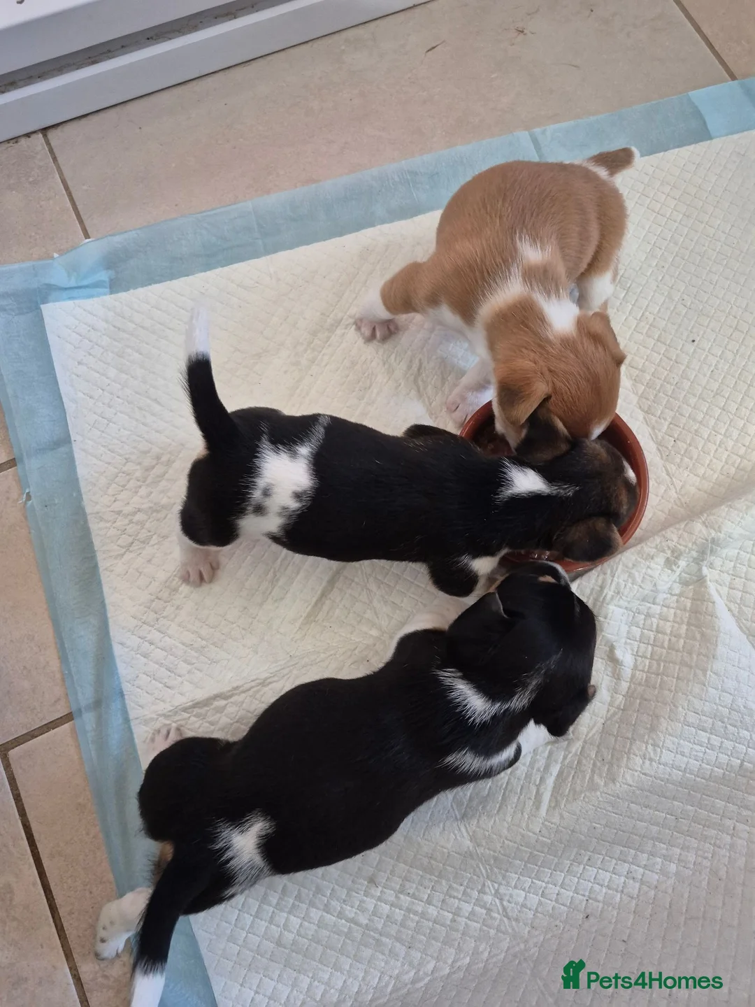 Jack Russell dogs for sale: Short legged jack russels in Harwich - Advert 14