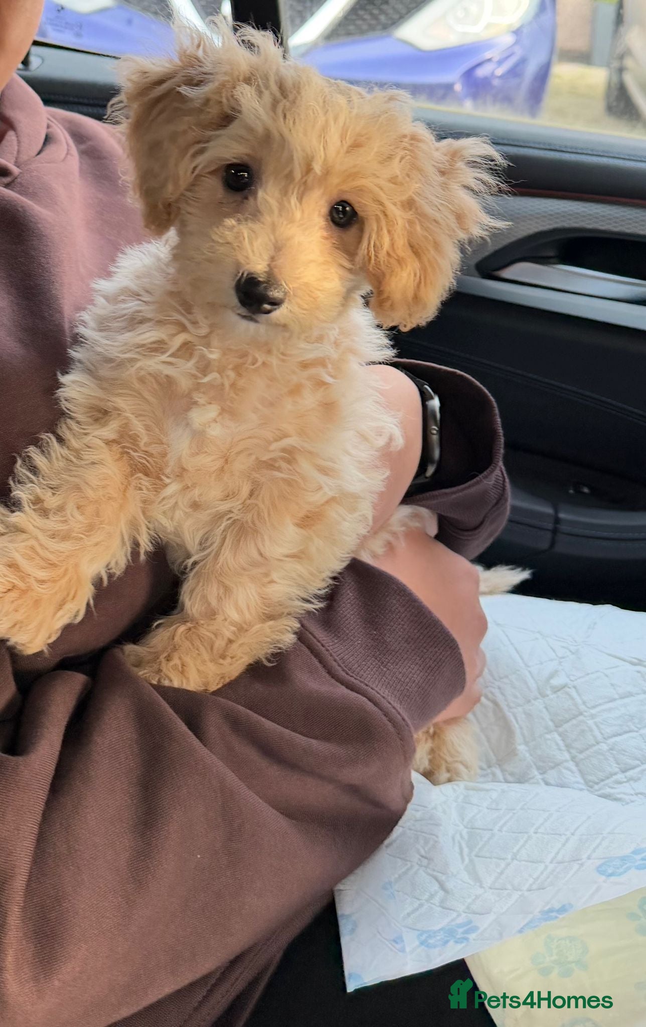 Poochon dogs Loving home needed for fully vaccinated Poochon - Advert 1