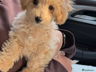 Poochon dogs Loving home needed for fully vaccinated Poochon - Advert 1