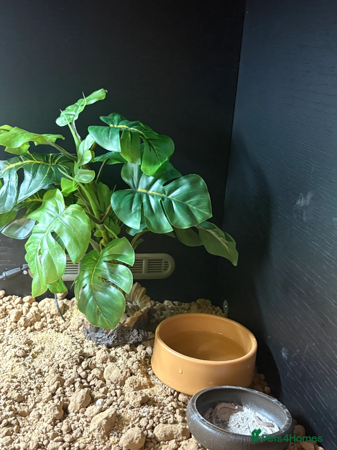 Leopard Gecko reptiles for sale: Leopard gecko  - Advert 3