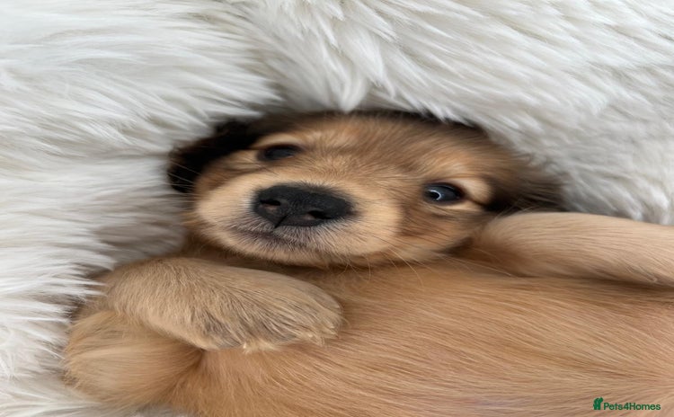 Dachshund dogs - Advert 3