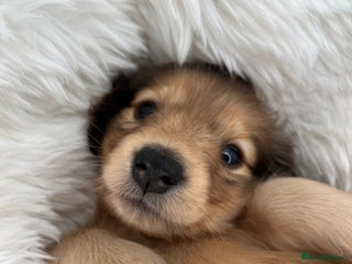 Dachshund dogs - Advert 1