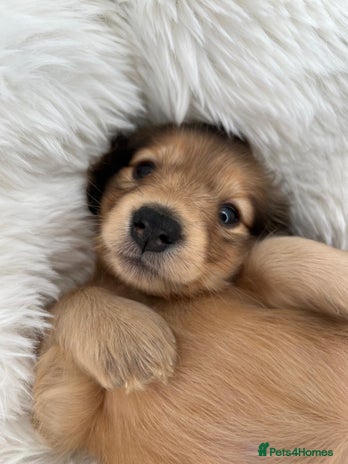 Dachshund dogs - Advert 3