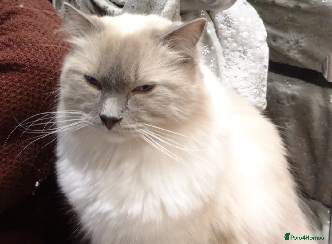 Ragdoll cats for sale: Ragdoll Blue Male - Advert 5