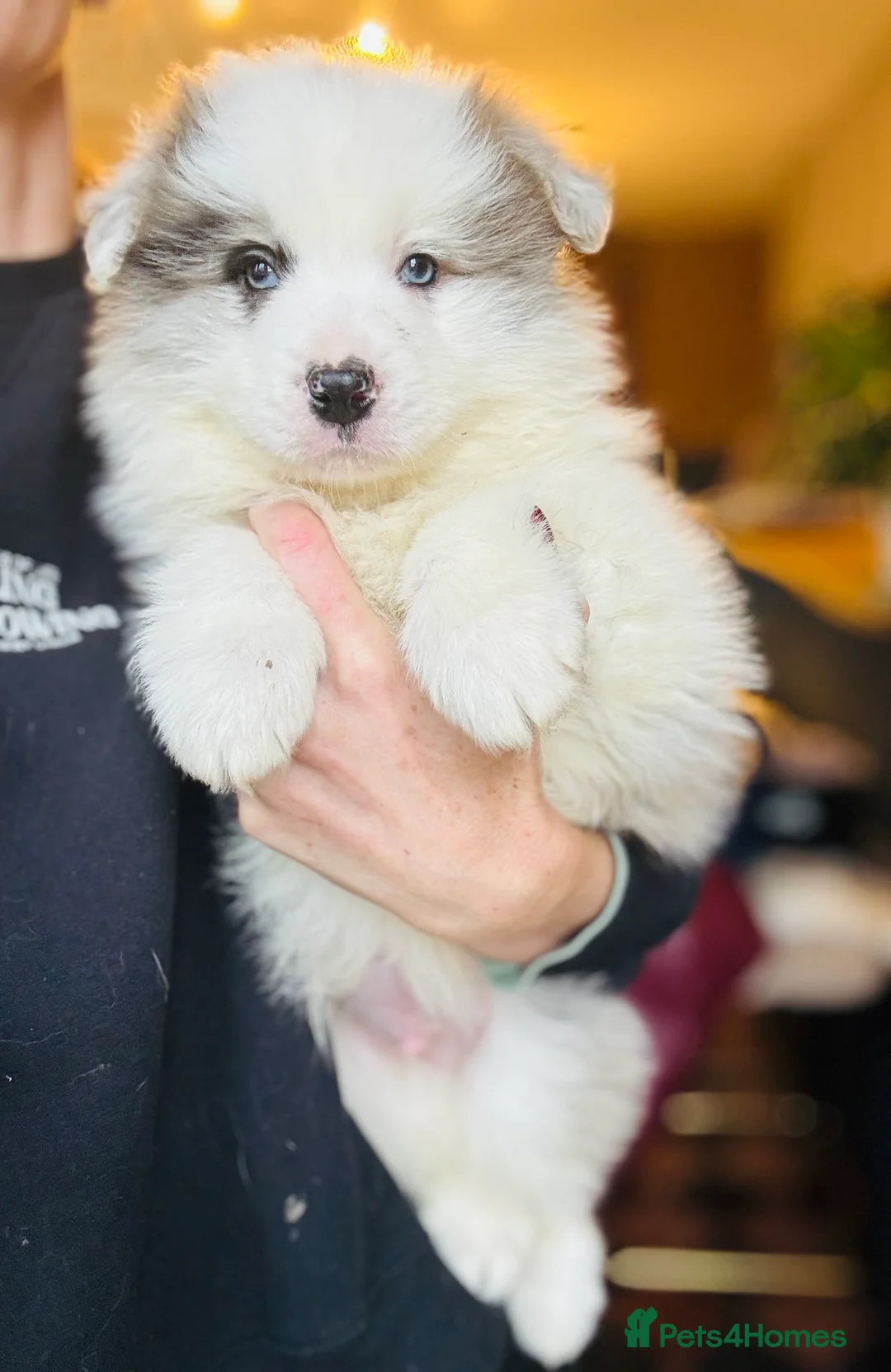 Border Collie dogs for sale: Pure Bred Border Collie Puppies For Sale - Advert 2