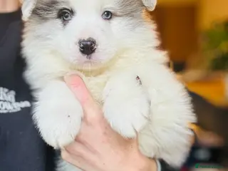 Border Collie dogs Pure Bred Border Collie Puppies For Sale - Advert 5