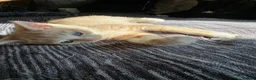Mixed Breed cats for sale: 2 gorgeous bengal/tabby boys - Advert 3