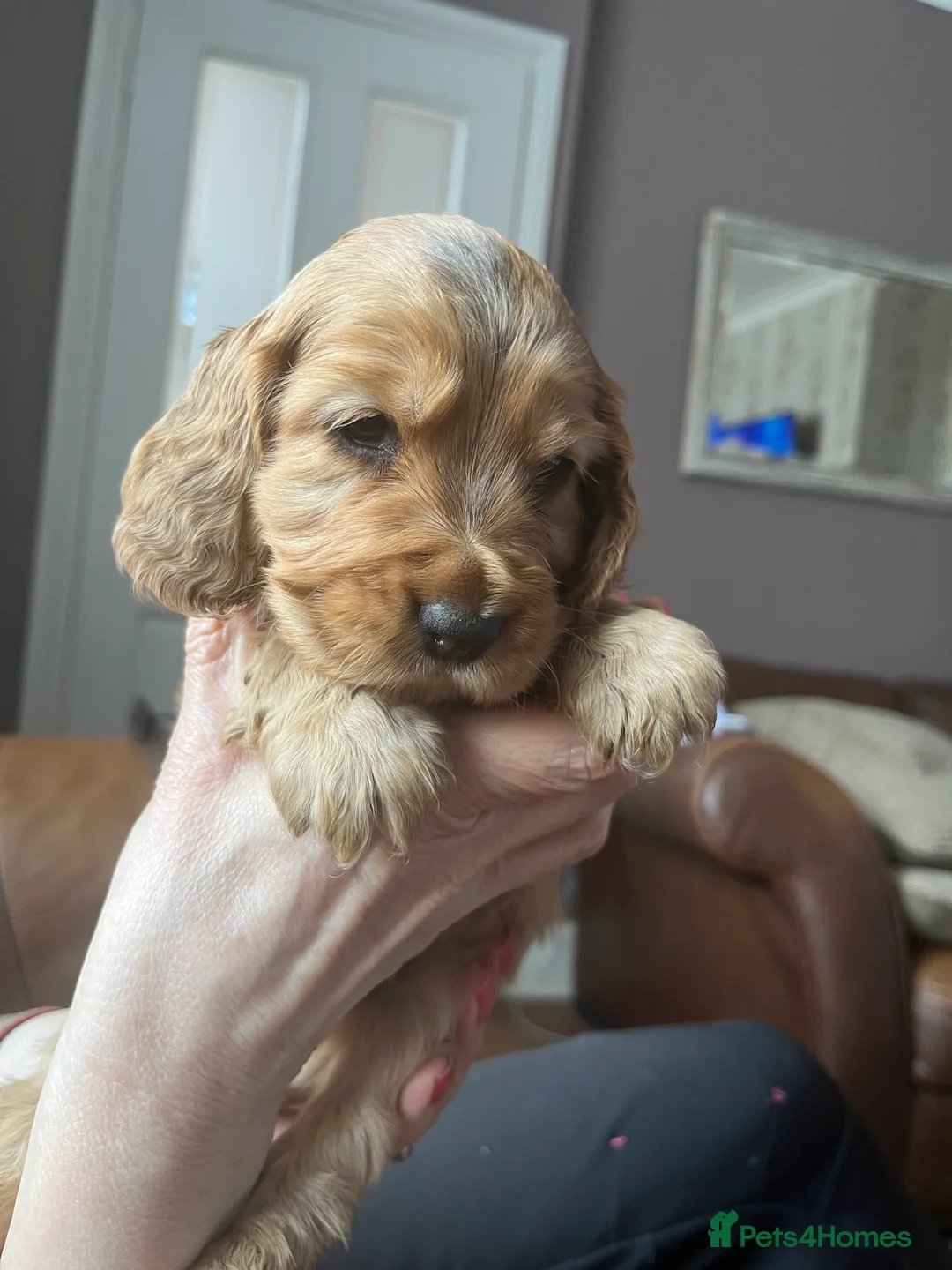 Gallery Image {{count}}