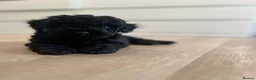 Cavapoochon dogs for sale: Mini F1b CAVAPOOCHON 1 BLACK GIRL LEFT  - Advert 11