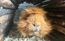 Guinea Pig rodents for sale: X2 bonded Guinea pigs females with indoor set up - Image 4