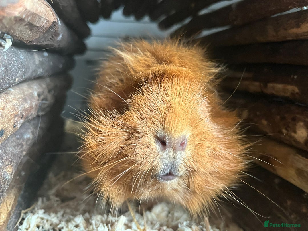Guinea Pig rodents for sale: X2 bonded Guinea pigs females with indoor set up - Image 4