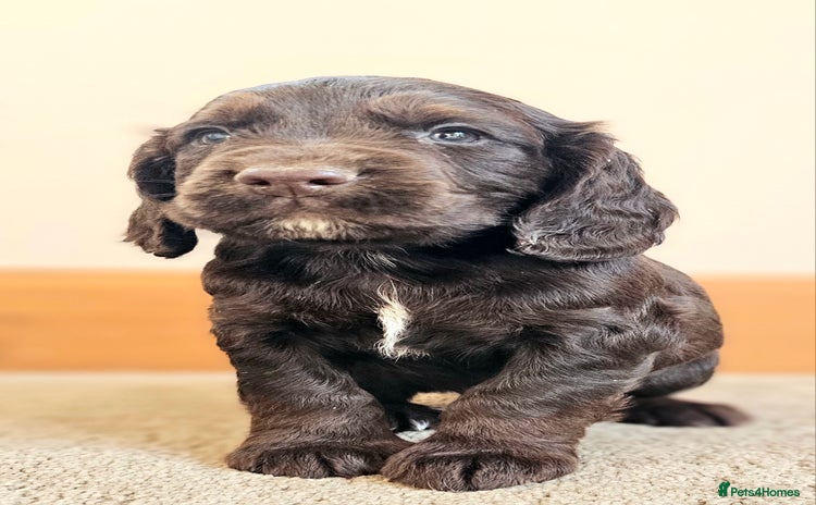 Cocker Spaniel dogs - Advert 10