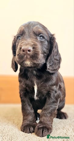 Cocker Spaniel dogs - Advert 1