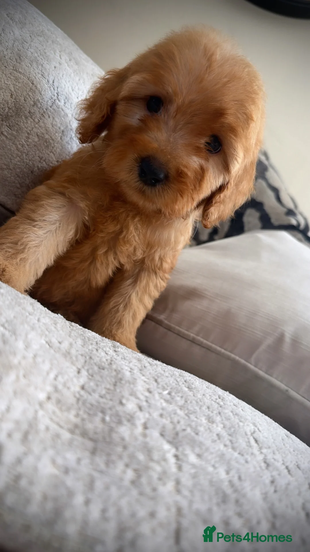 Cockapoo dogs for sale: Amazing red cockapoos  - Advert 14