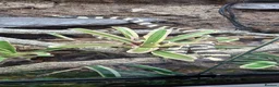 King Snake reptiles for sale: California king snake full set up in Prenton - Advert 10