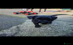 Mixed Breed dogs for sale: Gorgeous Border/Patterdale bitch - Image 1