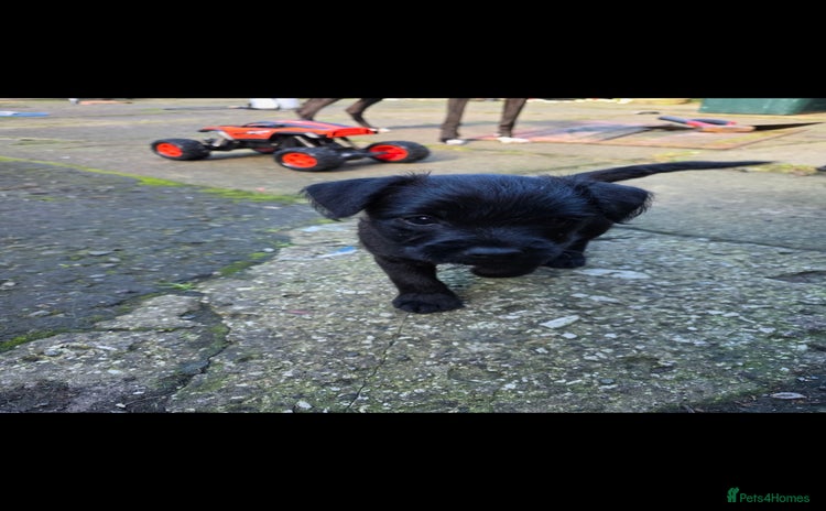 Mixed Breed dogs - Advert 1