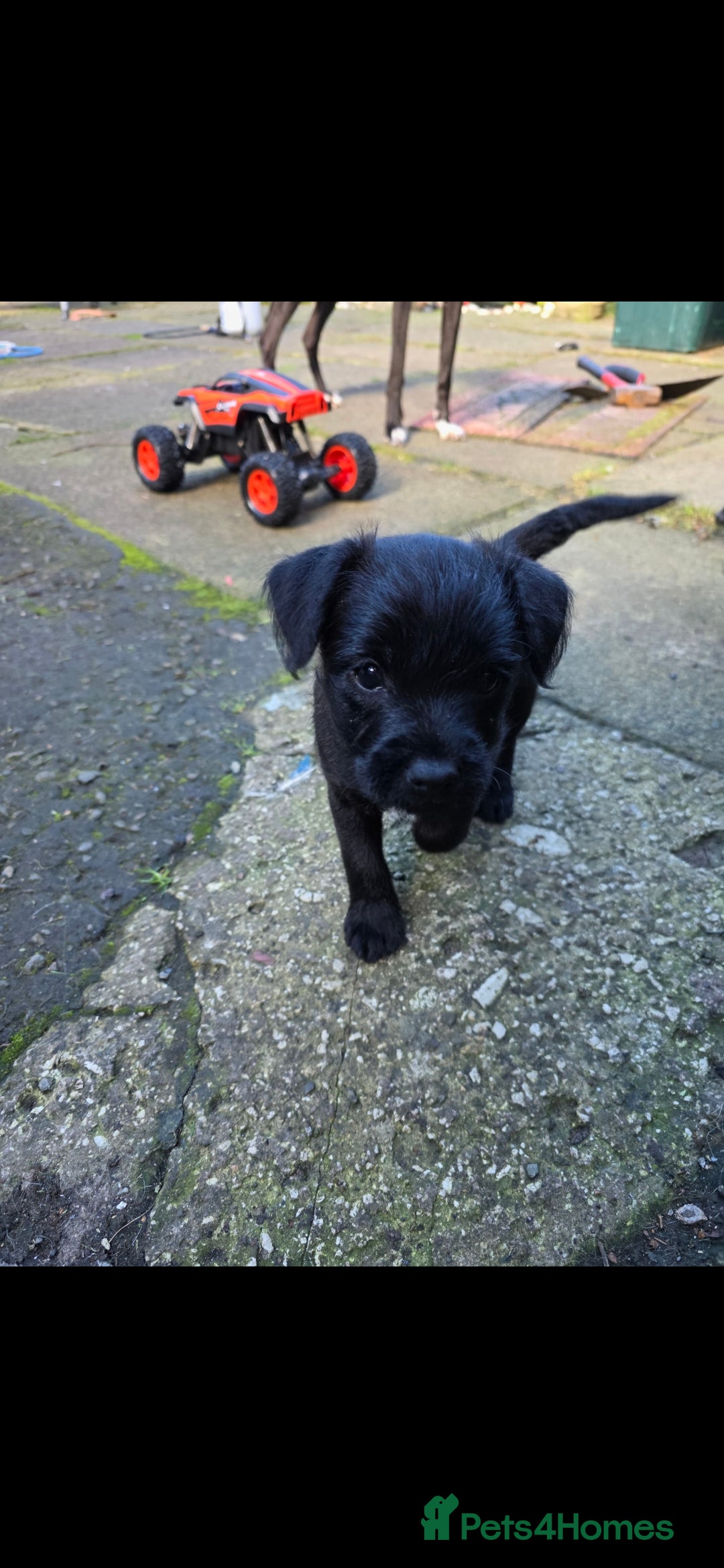 Mixed Breed dogs for sale: Gorgeous Border/Patterdale bitch - Image 1