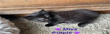 Miss Purple 💜 DSH kitten 4