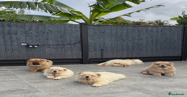 Chow Chow dogs - Advert 4
