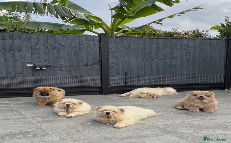 Chow Chow dogs - Advert 2