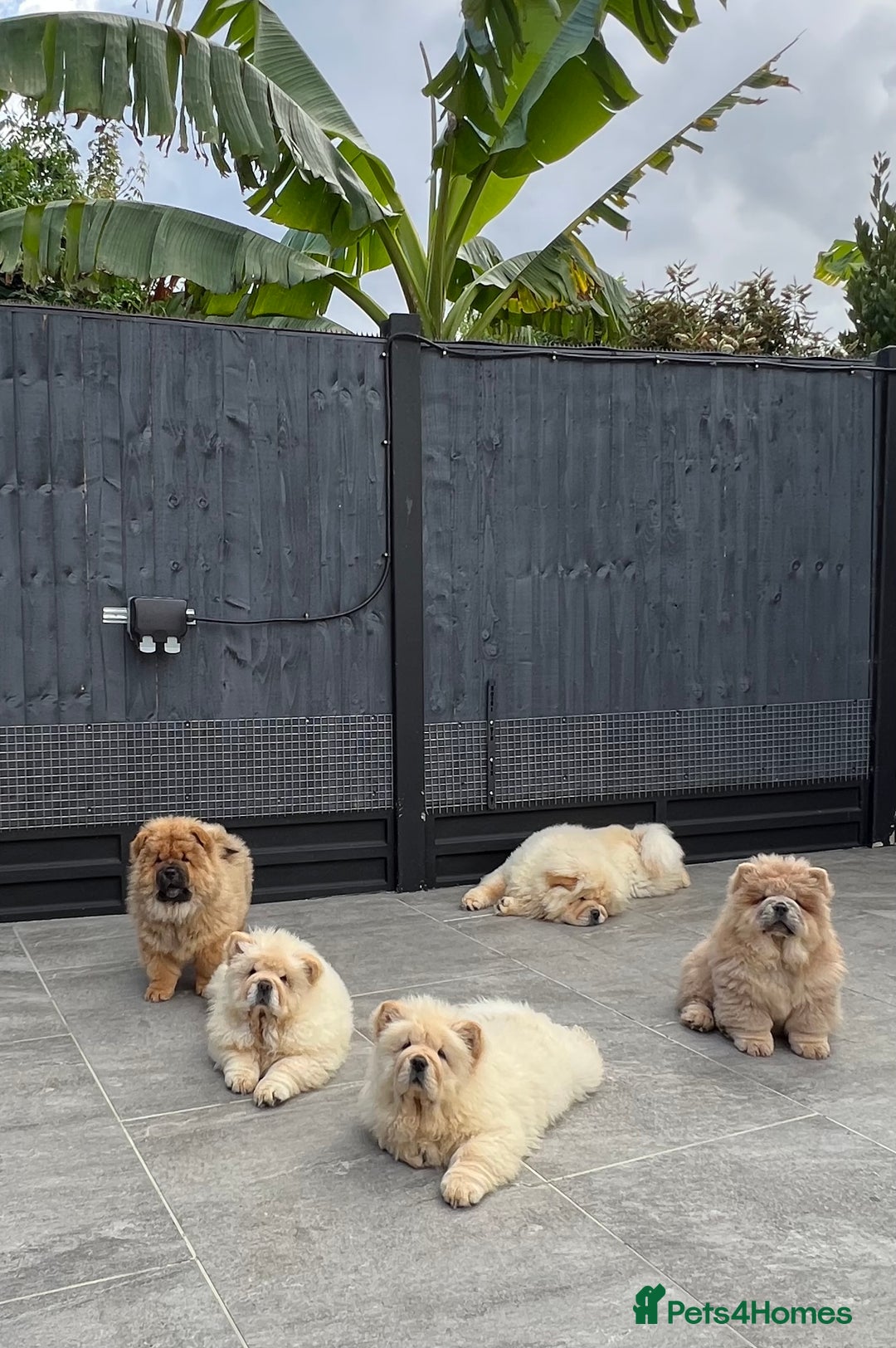 Chow Chow dogs for sale: 🧸🧸Beautiful litter of chow chow puppies🧸🧸 - Image 3