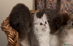Munchkin cats for sale: Sweet Munchkins 🤗 - Image 9