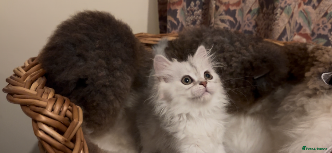 Munchkin cats for sale: Sweet Munchkins 🤗 - Image 9