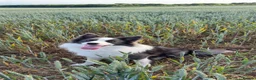Border Collie dogs for sale: Border Collie Pups  - Advert 2