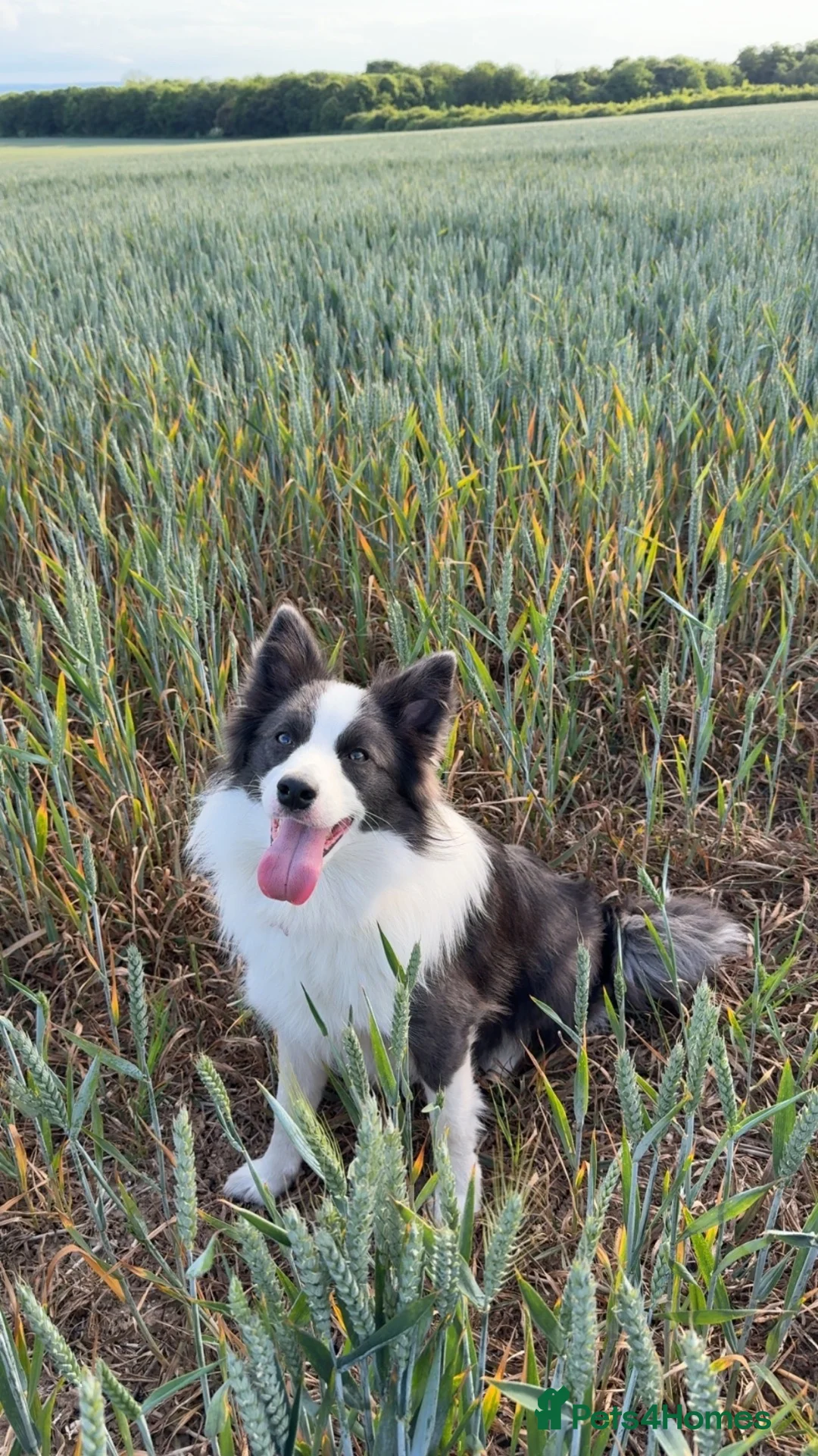 Border Collie dogs for sale: Border Collie Pups  - Advert 2