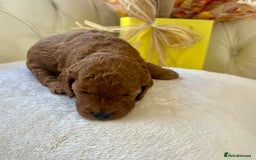 Cockapoo dogs for sale: 4⭐️Licensed F1b Cockapoos Exceptionally Bred - Image 22