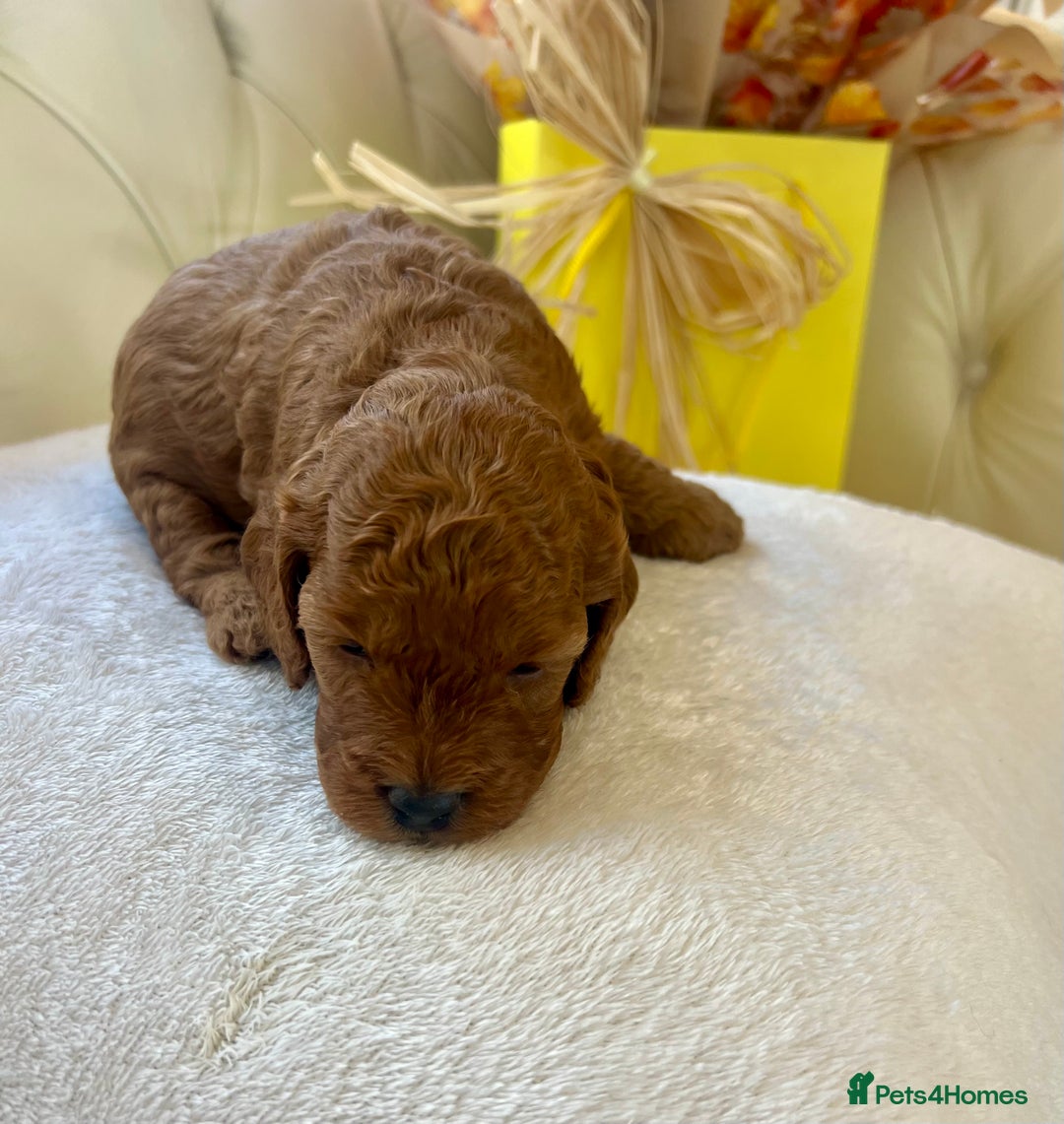 Cockapoo dogs for sale: 4⭐️Licensed F1b Cockapoos Exceptionally Bred - Image 22