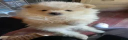 Pomeranian dogs for sale: Pomeranian Puppies in Hayes - Advert 7