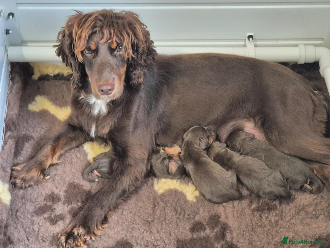 Cocker Spaniel dogs for sale: Champion bloodline cocker spaniels  - Advert 1