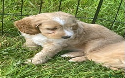 Cockapoo dogs for sale: Health Tested parents Cockapoo puppies - Image 4