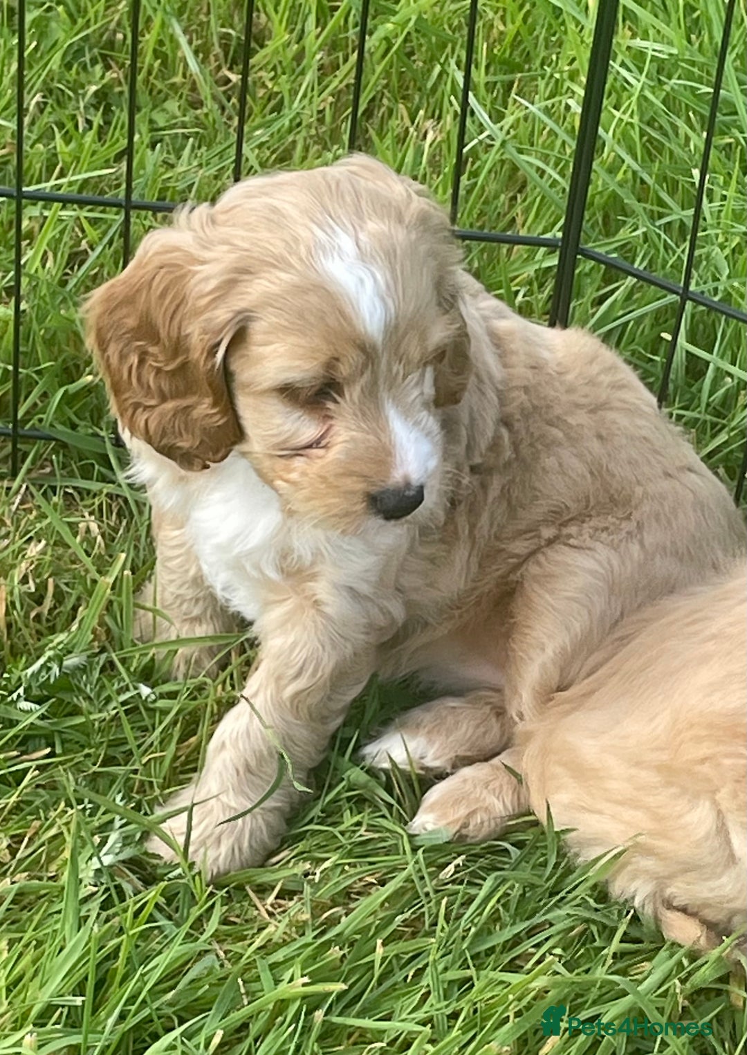 Cockapoo dogs for sale: Health Tested parents Cockapoo puppies - Image 4