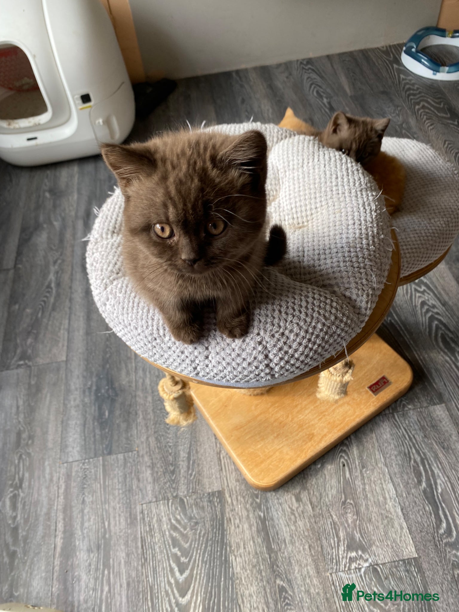 British Shorthair cats for sale: Chocolate British Shorthair female  - Advert 5