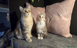 Siberian cats for sale: Siberian kittens Waiting list FIFe registrered - Image 5