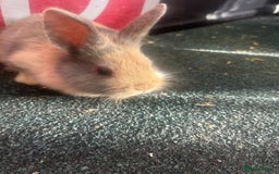 Mixed Breed rabbits for sale: 5 Lionhead and Dutch babies - Image 1