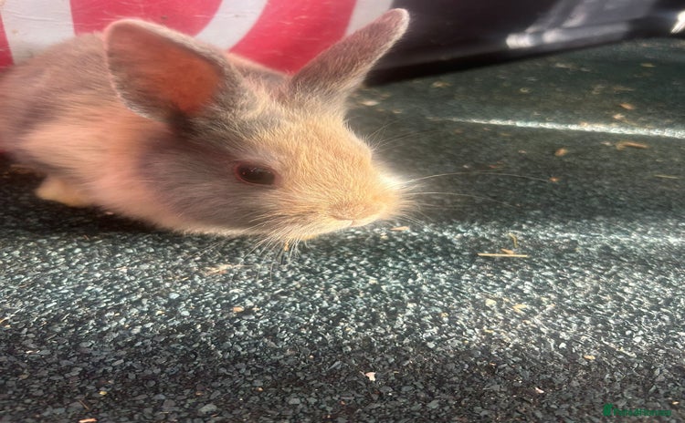 Mixed Breed rabbits - Advert 1