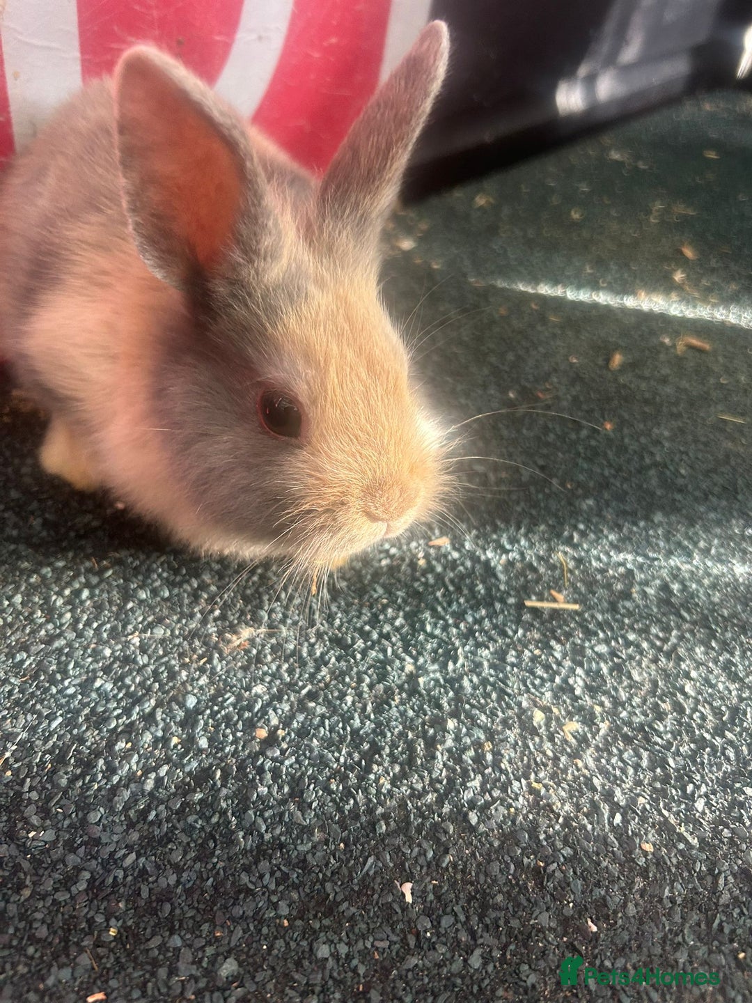 Mixed Breed rabbits for sale: 5 Lionhead and Dutch babies - Image 1