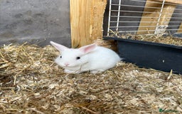Mixed Breed rabbits for sale: Netherland dwarf mixed bunny - Image 1