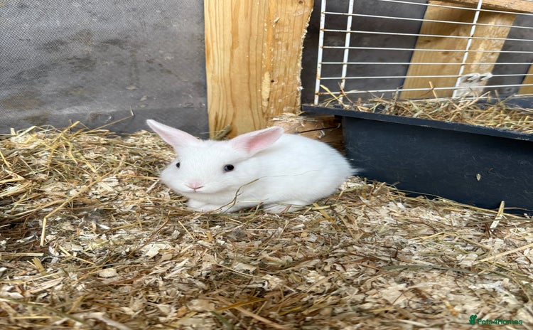 Mixed Breed rabbits - Advert 15